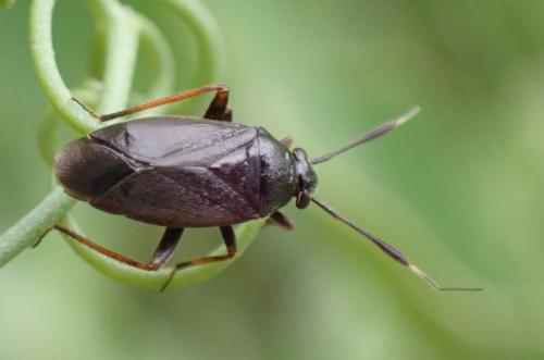 Réf. 327 950 : Capsus ater